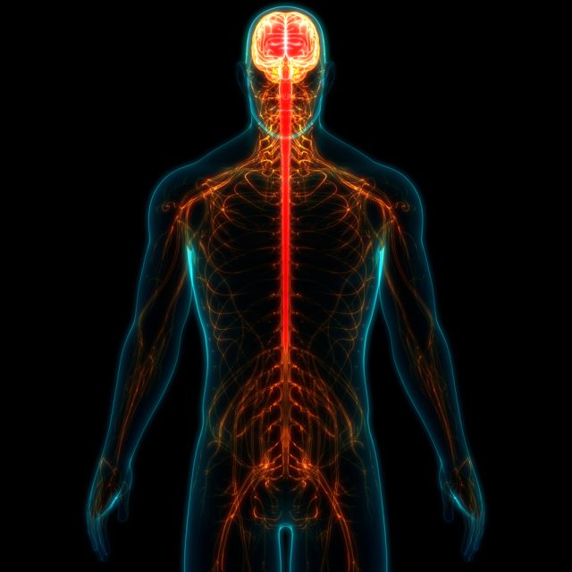 The human body energy field all light up in bright colors with the central meridian shown in the middle of the body in bright red