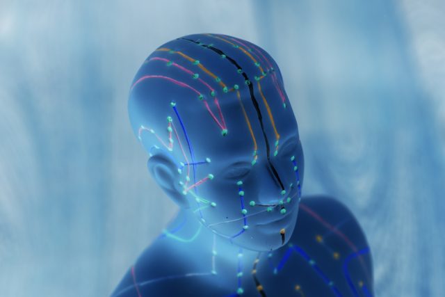 Medical acupuncture model of human illustrating the meridians on the head and the face all in a blue color